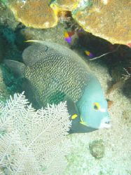 French Angel Fish/ Roatan, H.A. Sony F707 by Dan Pearson 